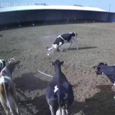 Boğa bir anda çıldırdı!