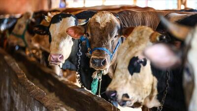 2021 kurbanlık fiyatları ne kadar olacak?