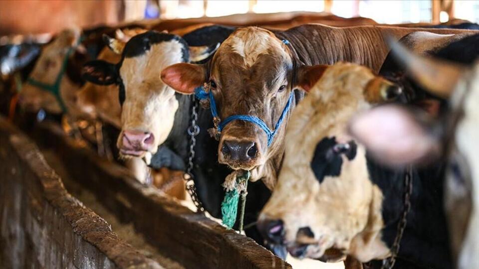 2021 kurbanlık fiyatları ne kadar olacak?