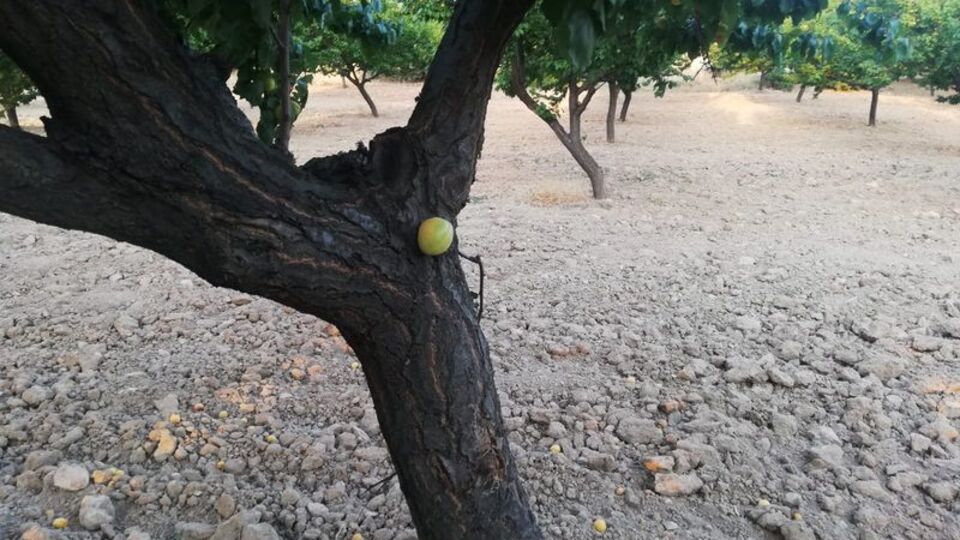 Şaşırtan manzara! Gövdeden çıktı!