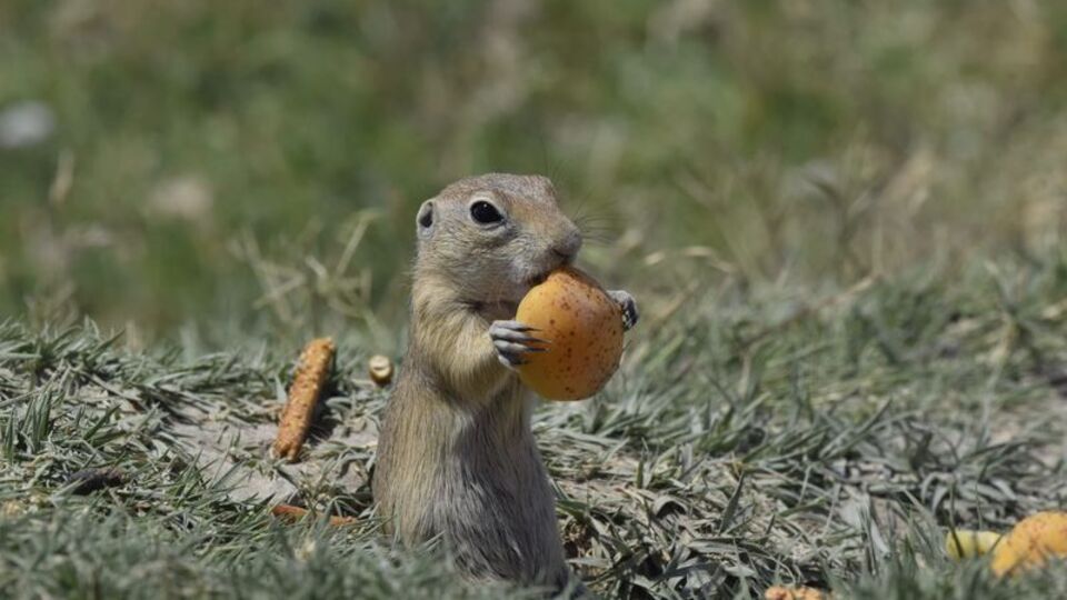 Anadolu sincabının ziyafeti kamerada!