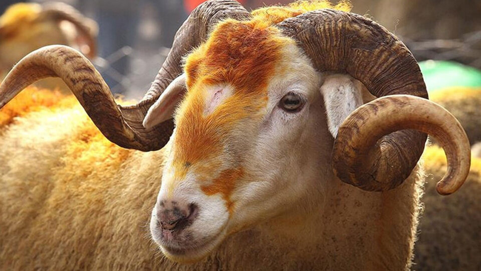 2021 kurbanlık fiyatları ne kadar olacak?