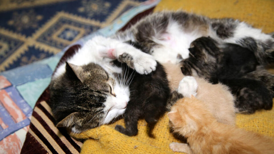Yavruları ölünce başka yavrulara kucak açtı