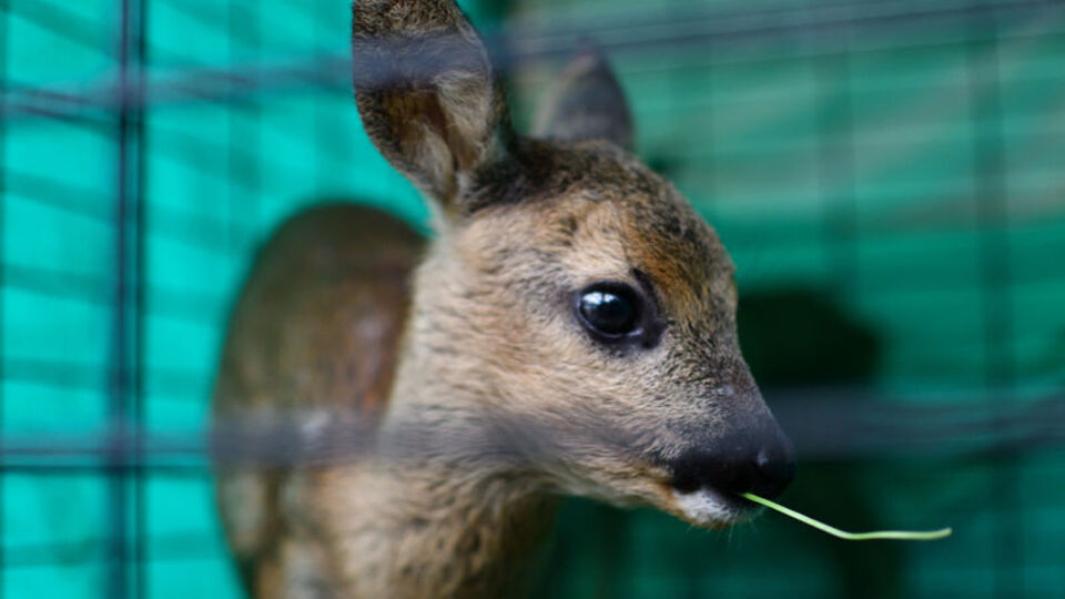 Arazide bulunmuşlardı... Doğal yaşama alıştırılıyorlar