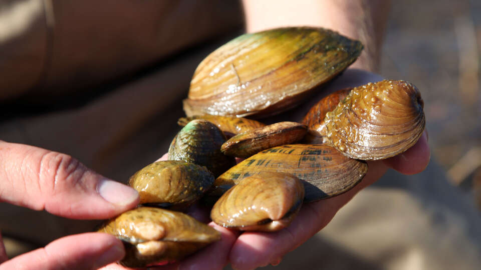 Kanada'da aşırı sıcaklarda 1 milyardan fazla deniz canlısı öldü