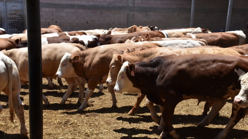 2021 kurbanlık fiyatları ne kadar olacak?