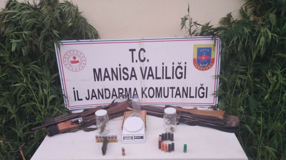 Üzüm bağı kiralayıp, kenevir yetiştirmişler