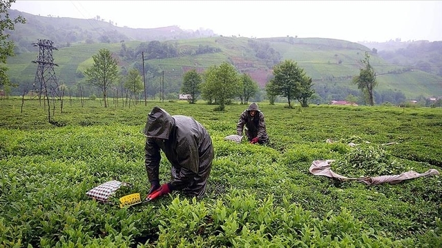 Yaş çay budama bedelleri yatırıldı