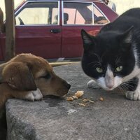 Hayvanları Koruma Kanunu içeriği nedir?