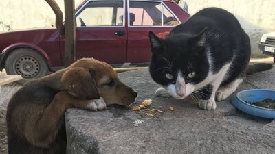 Hayvanları Koruma Kanunu içeriği nedir?