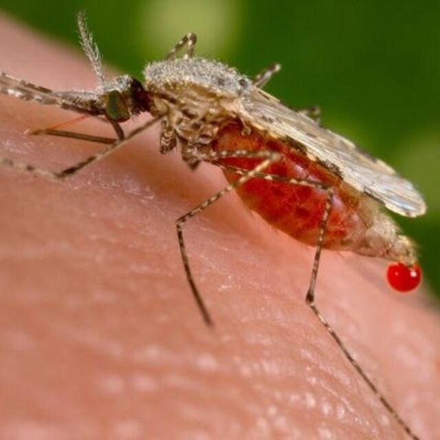 Zika kabusu geri döndü! İşte belirtileri