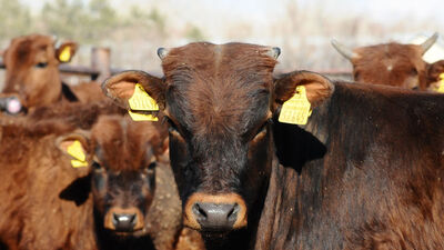 4 bin yıllık geçmişi var... Korumaya alındı