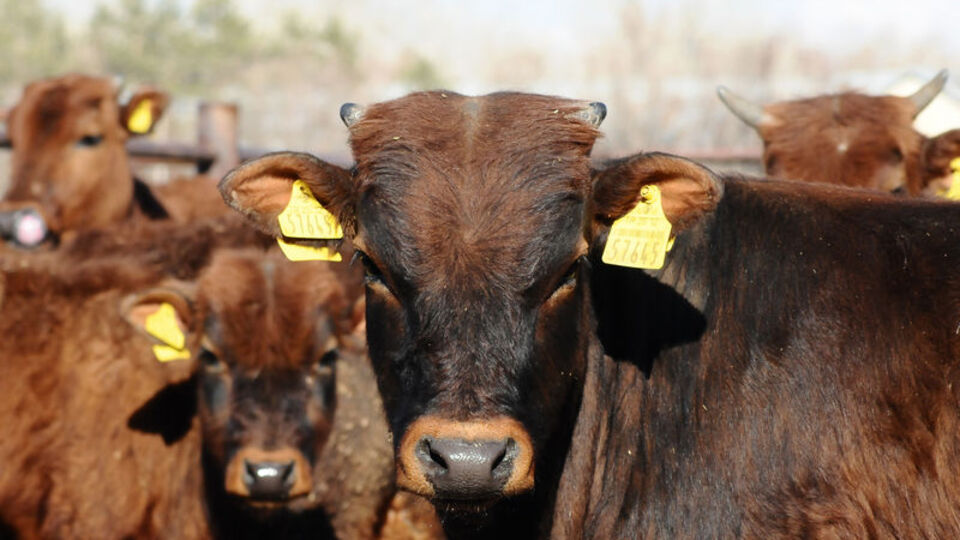 4 bin yıllık geçmişi var... Korumaya alındı
