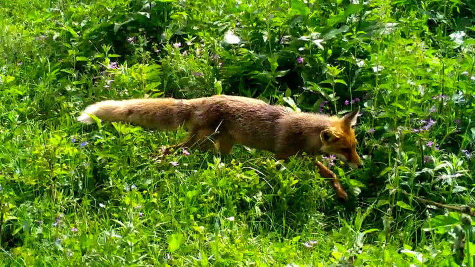 Yaban hayatı fotokapanla kaydedildi