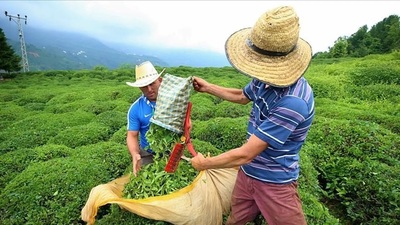 Çay budama paraları ne zaman ödenecek?