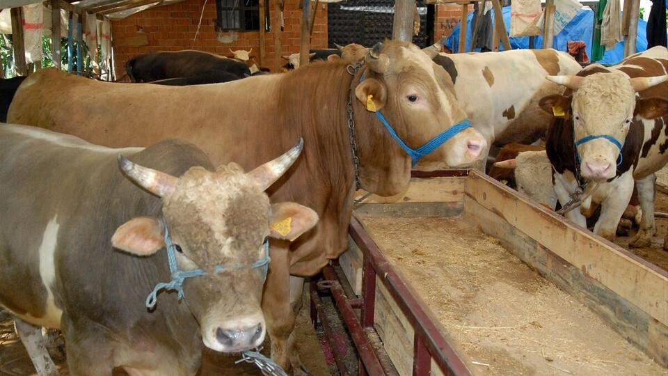 2021 kurbanlık fiyatları ne kadar?