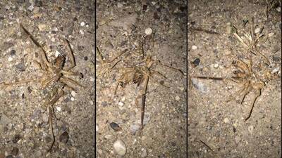 O ilde 'sarıkız' korkusu!