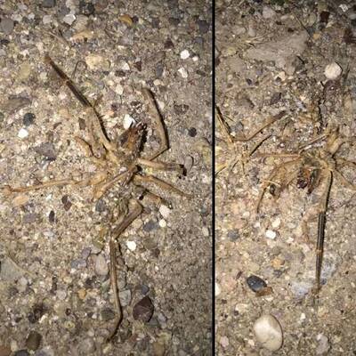 O ilde 'sarıkız' korkusu!