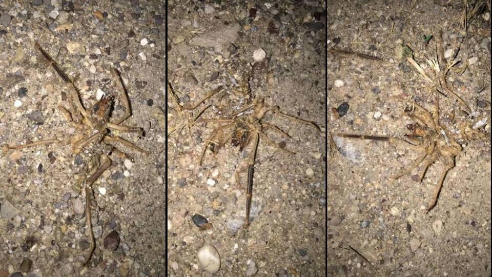 O ilde 'sarıkız' korkusu!