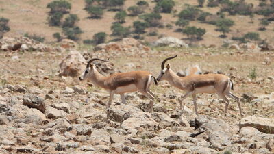 Cudi Dağı ceylanlara yuva oldu