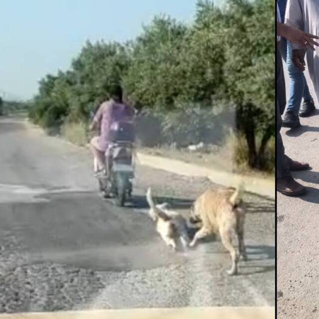 Bu cani de parayla kurtuldu!
