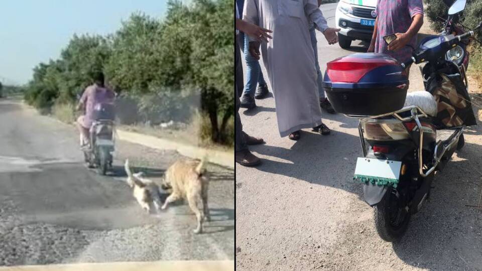 Bu cani de parayla kurtuldu!