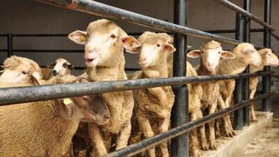 Kurban Bayramı tatili kaç gün?
