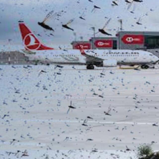 İstanbul Havalimanı çekirge istilası