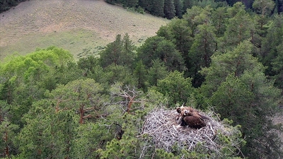 Yuvada yavrularıyla görüntülendi
