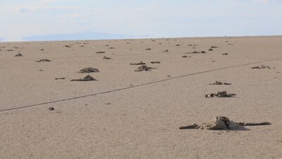 Tuz Gölü'nden kahreden kareler