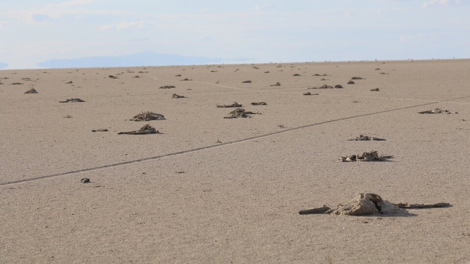 Tuz Gölü'nden kahreden kareler