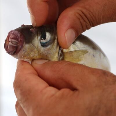 Balon balıkları artıyor! "Ağları parçalıyor, avlayamıyoruz"