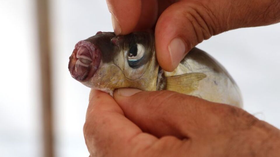 Balon balıkları artıyor! "Ağları parçalıyor, avlayamıyoruz"