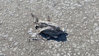 Valilikten flamingo ölümlerine inceleme