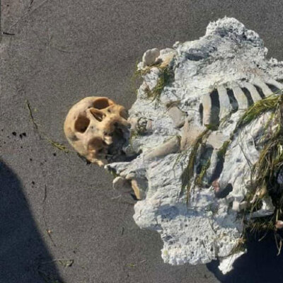 Sahilde yürüyüş yapanlar fark etti! İskelet kıyıya vurdu