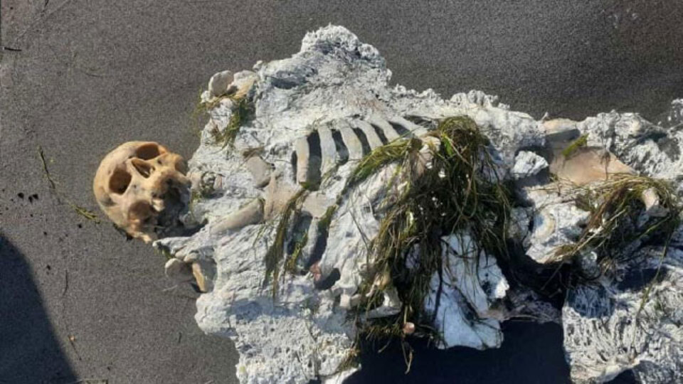 Sahilde yürüyüş yapanlar fark etti! İskelet kıyıya vurdu