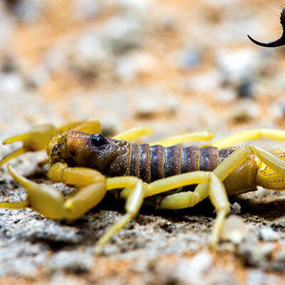 Dikkat! En tehlikeli yer: Ağız ve boğaz