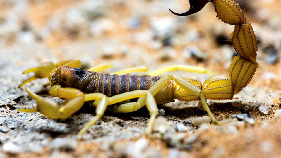 Dikkat! En tehlikeli yer: Ağız ve boğaz