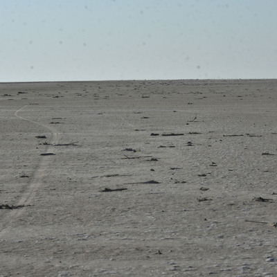 'Tuz Gölü'nde bin kadar flamingo öldü'