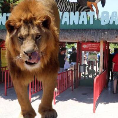 Gaziantep'te aslan alarmı!
