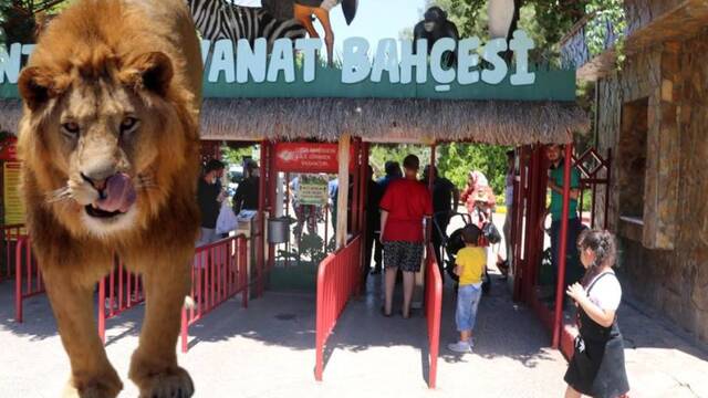Gaziantep'te aslan alarmı!