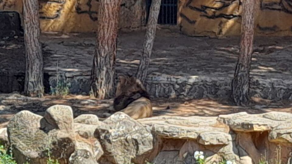 Kafesinden kaçan aslan yakalandı