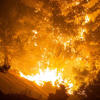 Mersin ve Hatay'daki orman yangınları hakkında açıklama