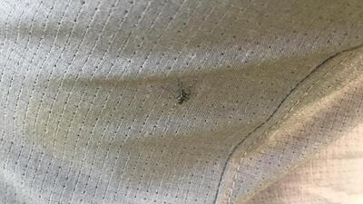 Tehlikeye dikkat! Giysi üzerinden bile ısırabiliyor