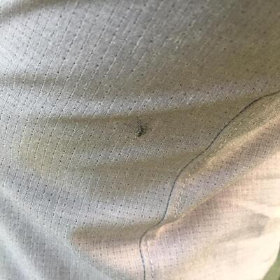 Tehlikeye dikkat! Giysi üzerinden bile ısırabiliyor