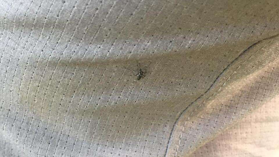 Tehlikeye dikkat! Giysi üzerinden bile ısırabiliyor