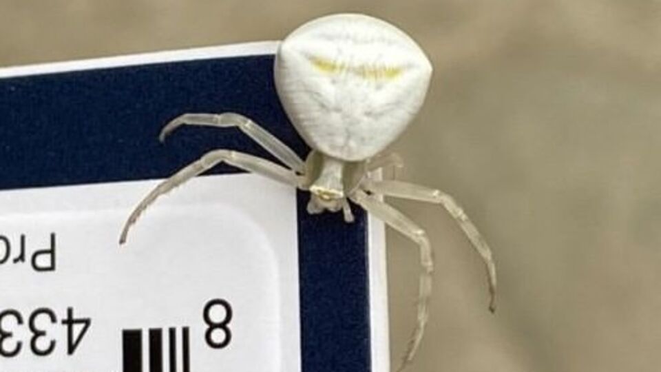 Erzurum'da görüntülenen insan yüzlü örümcek şaşırttı