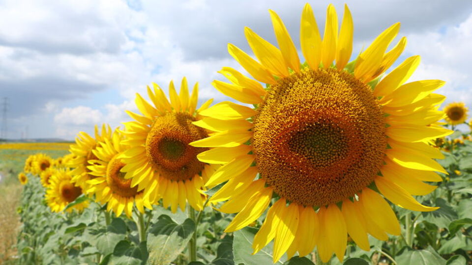 Tarlaları sarıya boyadı, fotoğraf tutkunlarını bekliyor