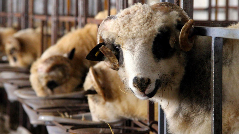 2021 kurbanlık fiyatları ne kadar olacak?