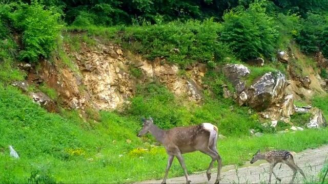 Fotokapana yakalandılar